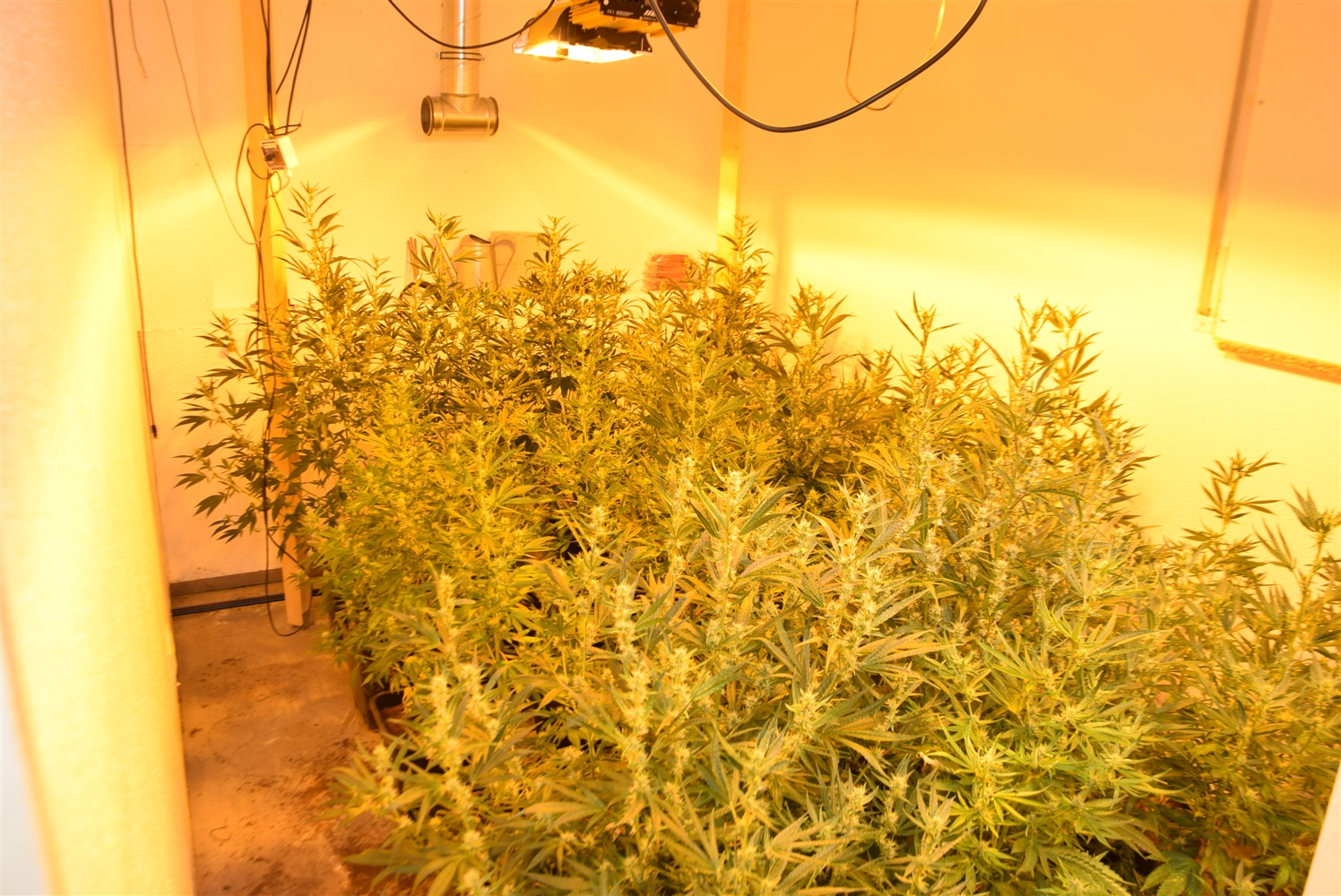 Erftstadt: Polizeibeamte stellten über 200 Cannabispflanzen sicher