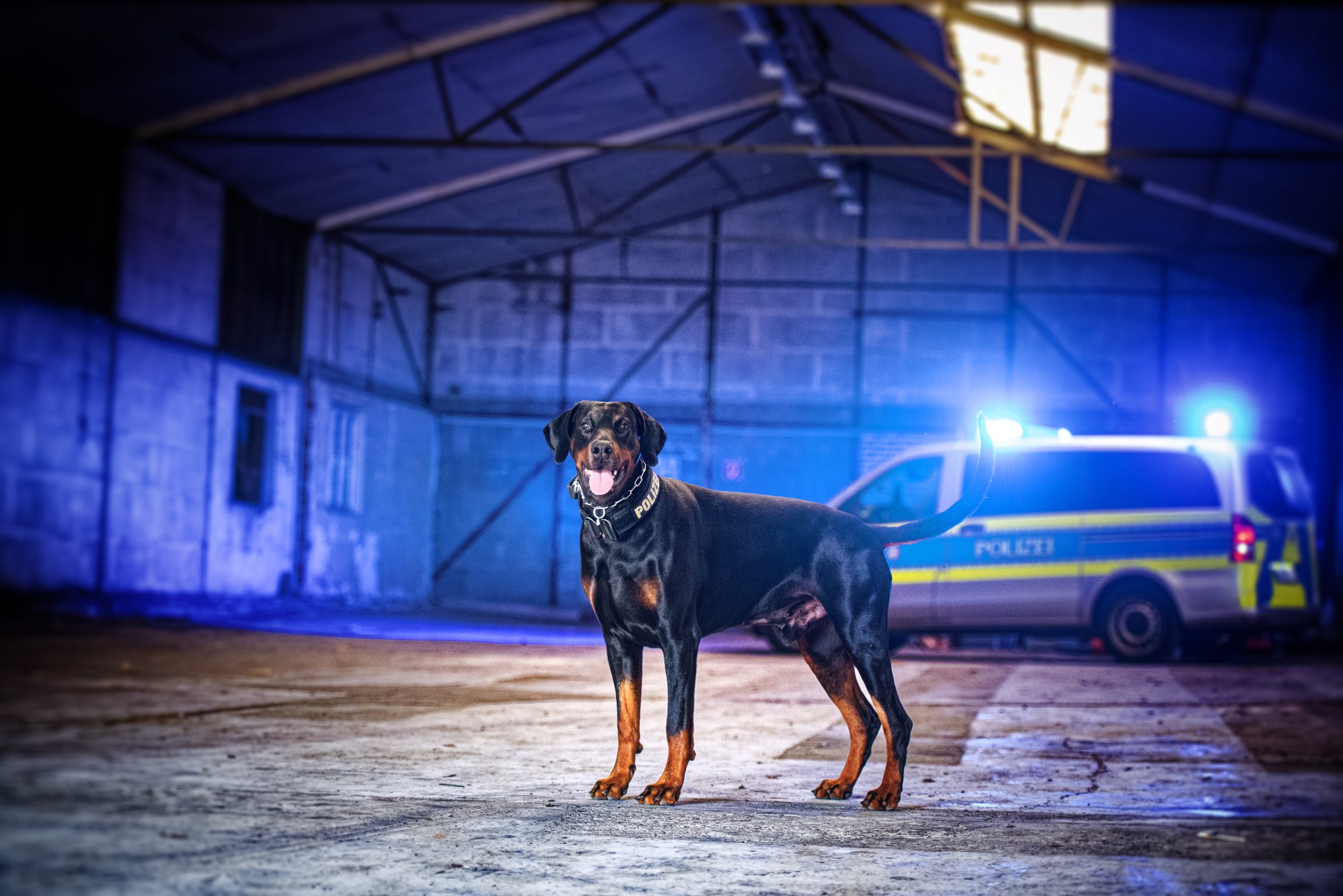 Mönchengladbach: 21-Jähriger gestellt: Diensthund Hawk findet Betäubungsmittel