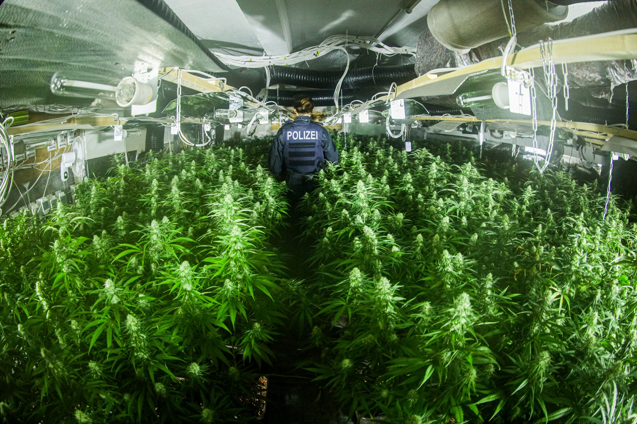Polizeibeamte stellten zahlreiche Cannabis-Pflanzen sicher.